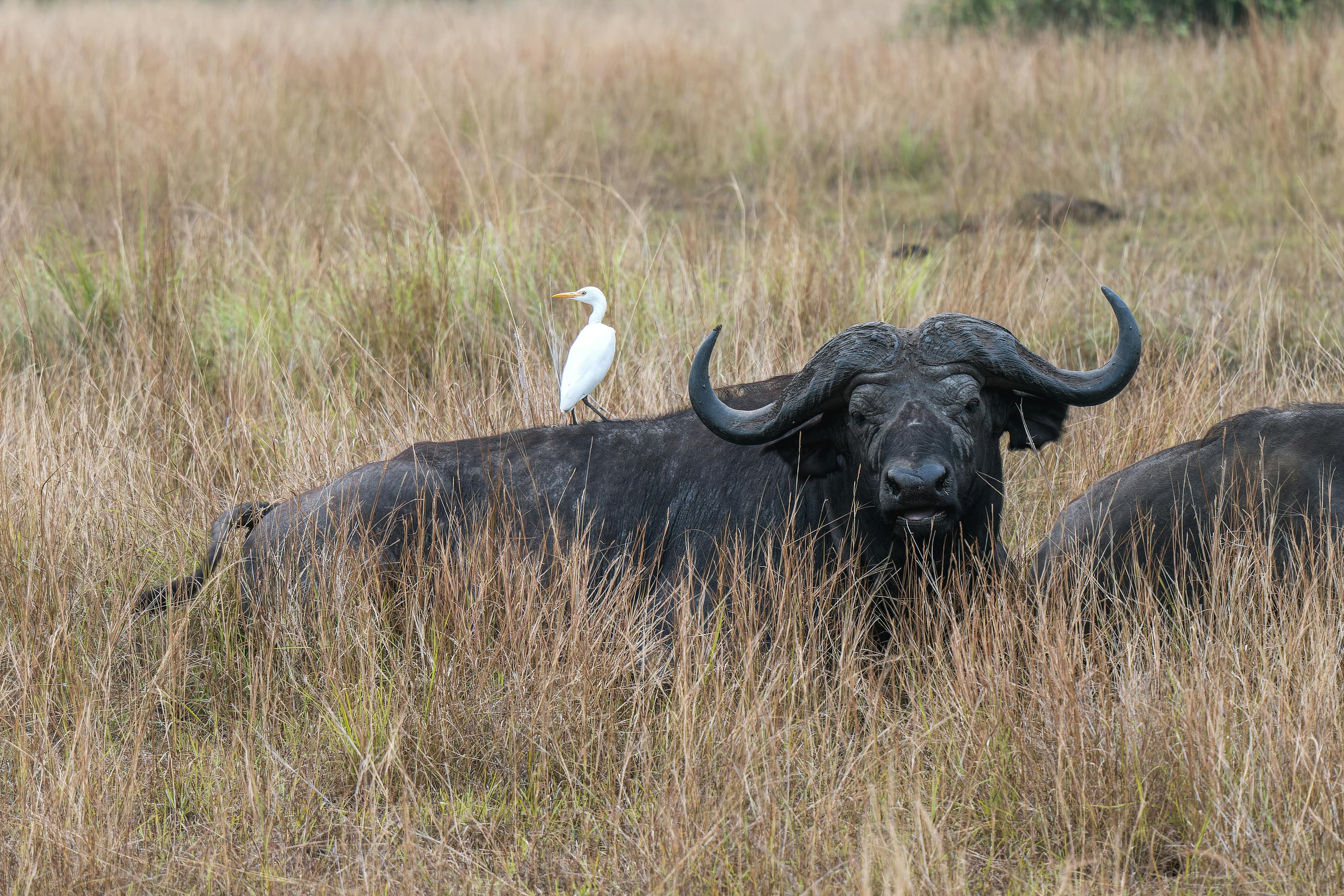 Healthy Buffalo Share