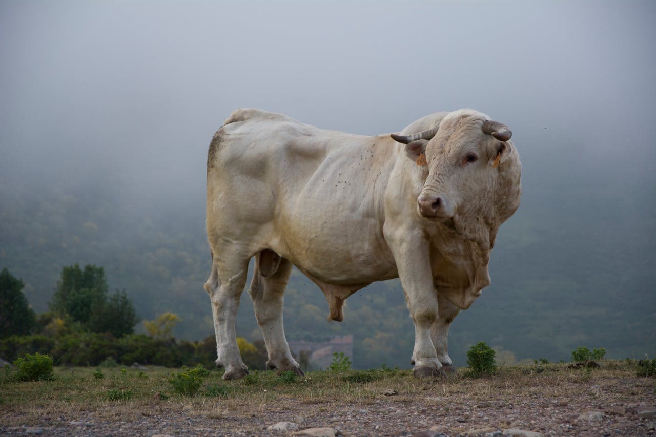 Qurbani 1 Share preview