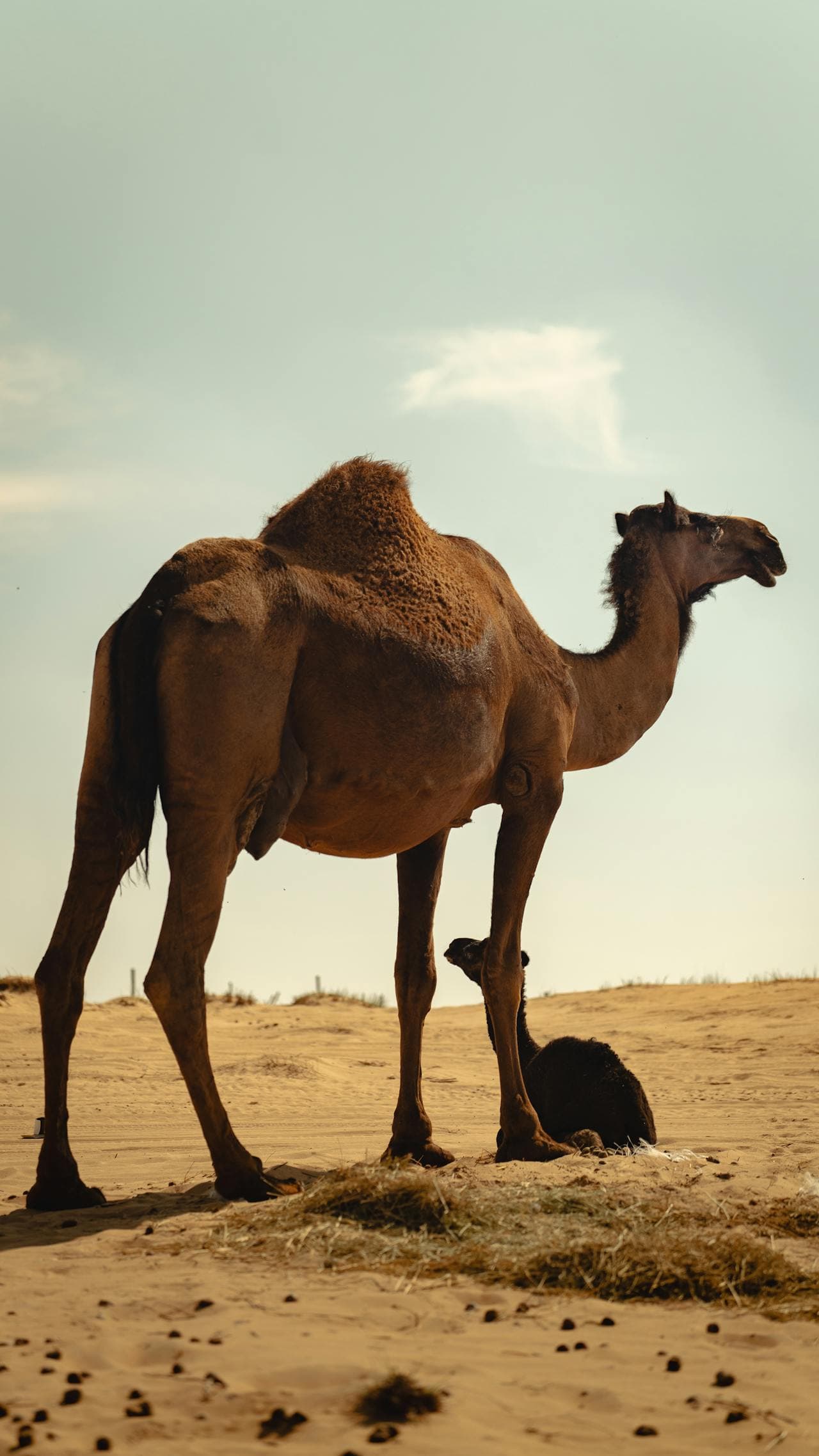 Arabian Camel Share preview