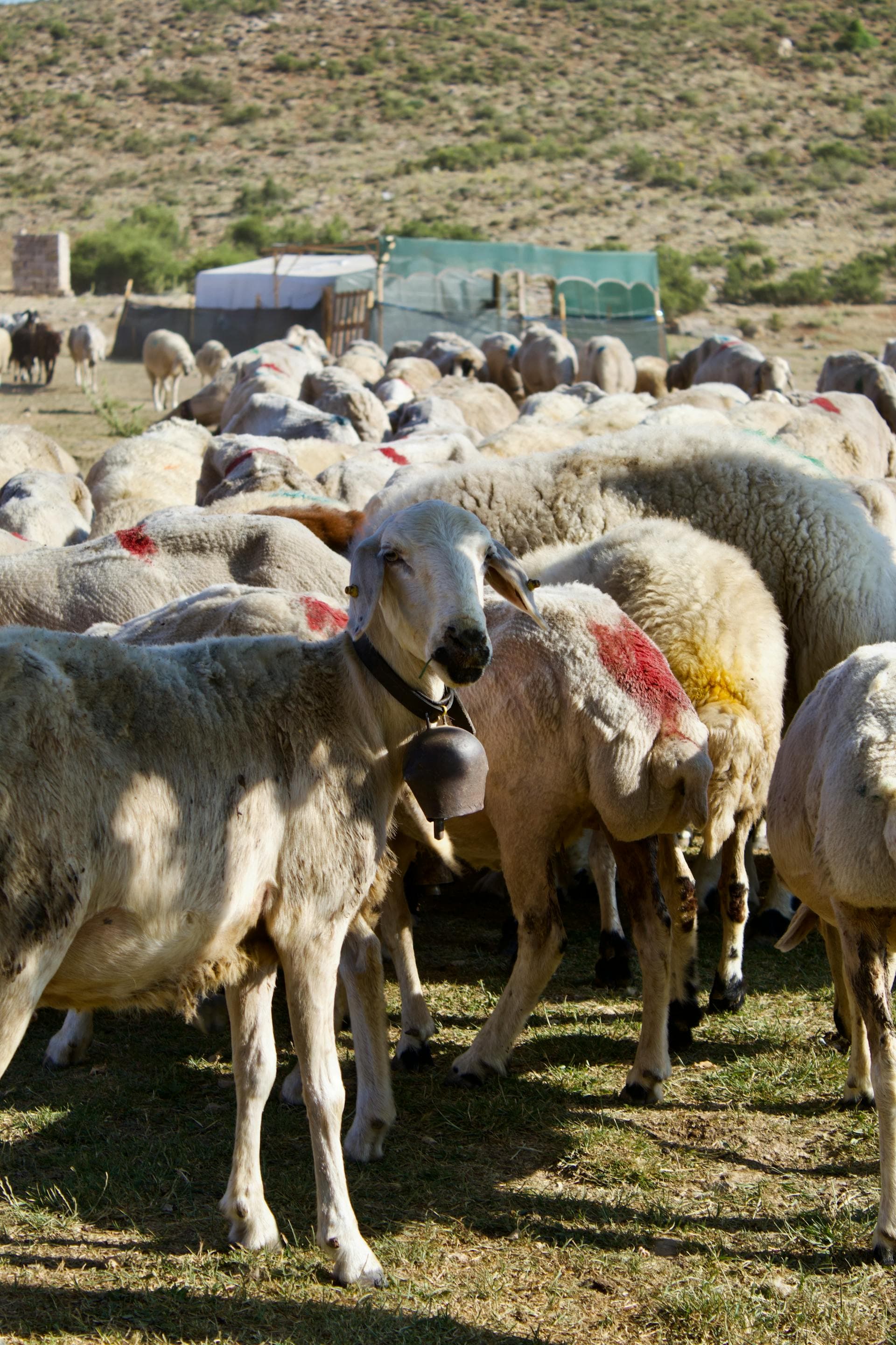 Local Farm Goat preview